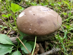 Tylopilus indecisus