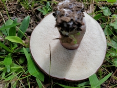 Tylopilus indecisus