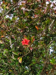 Hibiscus × archeri