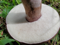 Tylopilus indecisus