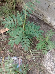Senna multiglandulosa