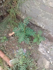 Senna multiglandulosa