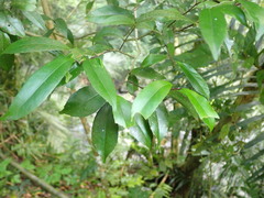 Ilex uraiensis