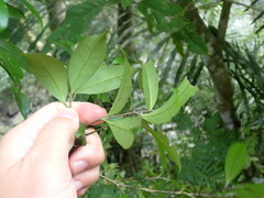 Ilex uraiensis