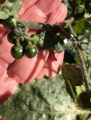 Solanum villosum