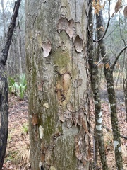 Platanus occidentalis