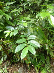 Rhamnus formosana