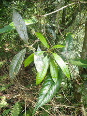 Lithocarpus brevicaudatus