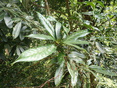 Lithocarpus brevicaudatus