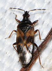 Anthocoris nemorum