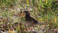 Anthus australis