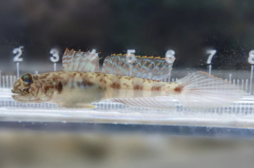 Takagi's tentacle goby (Oxyurichthys takagi) — Gobiidae