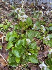 Viola primulifolia