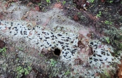 Arthonia radiata
