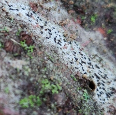 Arthonia radiata