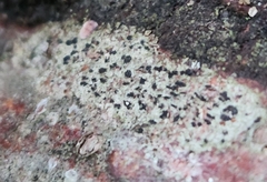 Arthonia radiata