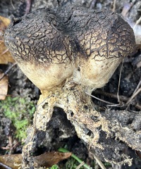 Pisolithus arenarius