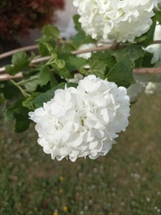 Viburnum macrocephalum