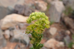 Reseda lancerotae image