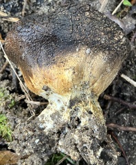 Pisolithus arenarius