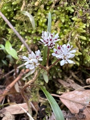 Erigenia bulbosa