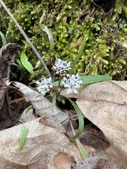 Erigenia bulbosa