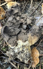 Pisolithus arenarius