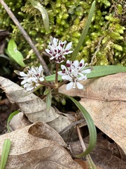 Erigenia bulbosa