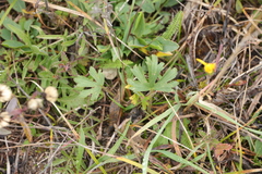 Ranunculus polyanthemos