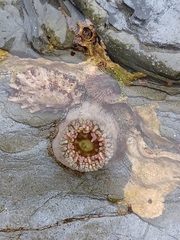 Aulactinia verrucosa