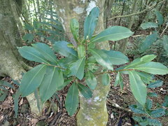 Ardisia sieboldii