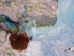 Aulactinia verrucosa