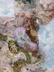 Aulactinia verrucosa