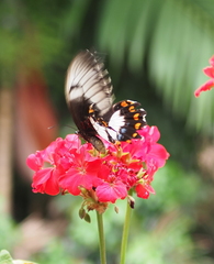 Papilio aegeus aegeus