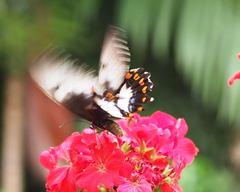 Papilio aegeus aegeus