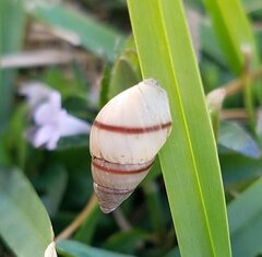 Bulimulus guadalupensis