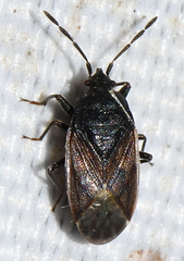 Lygaeoidea