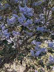 Ceanothus