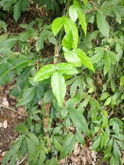 Tetrastigma hemsleyanum