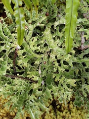 Pseudocyphellaria