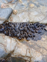 Xenostrobus neozelanicus