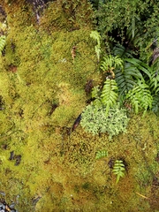 Pseudocyphellaria