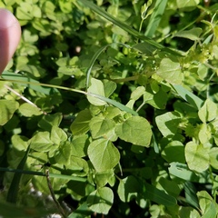 Parietaria floridana