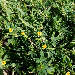 Stylosanthes