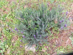 Lavandula stoechas
