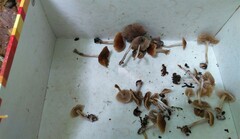 Psilocybe caerulipes