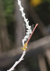 Ceriagrion aeruginosum