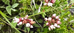 Crassula dependens