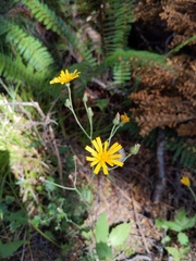 Hieracium lepidulum
