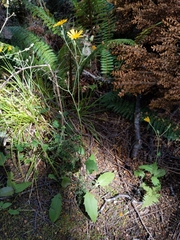 Hieracium lepidulum